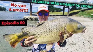 Pesca en PUENTE LA POSTRERA, Rio salado // Carpas Grandes y Taruchas // Episodio 60 // MJ-PESCA