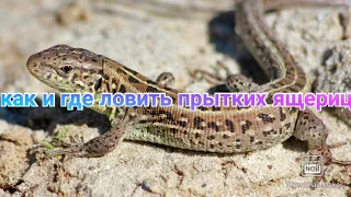 КАК И ГДЕ ЛОВИТЬ ПРЫТКИХ ЯЩЕРИЦ !!! #ящерицы