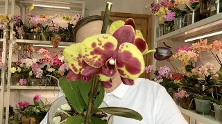 орхидеи ОБРЕЧЕННЫЕ на МЕДЛЕННУЮ гибель или НЕвозможное  возможно, про точку роста орхидей