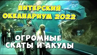 ПИТЕРСКИЙ ОКЕАНАРИУМ - 2022