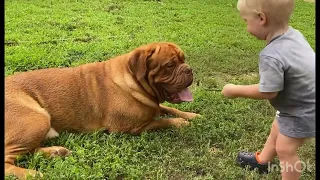 Dogue de Bordeaux & Baby Playing