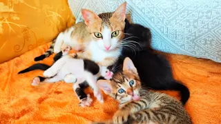 The rescued mother cat with the incredibly beautiful green eyes 😻 , calls her kittens to eat