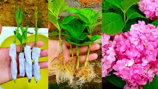 How to propagate hydrangea flower from cuttings using tissue paper || With 100% success