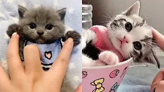 😍 Supper Cute Kittens In The World #8 - Cute VN