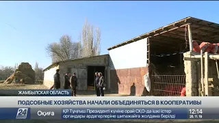 Подсобные хозяйства в Жамбылской области начали объединяться в кооперативы