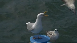 standing seagull - in UHD by ani male