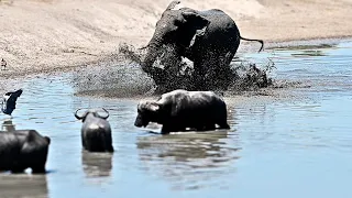 Aggressive elephant - Kruger National Park