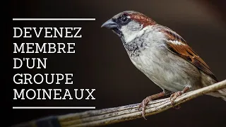 [ DOCU ] Devenez membre d’un groupe moineau