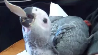 Baby African Grey Parrots