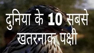 दुनिया के 10 सबसे खतरनाक पक्षीं Top 10 dangerous birds of the world