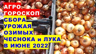 Агрогороскоп сбора урожая озимых чеснока и лука в июне 2022 года