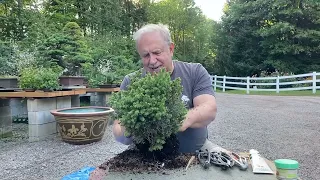 How to Make a Bonsai From a Garden Center Tree