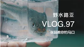 野水路亞VLOG.97 | 教你如何釣馬口 想玩溪流路亞的看過來 斷竿了心痛啊