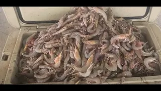 It’s Shrimping Season In South Carolina