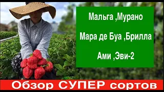 Обзор клубники сортов :Мурано,Мальга,Мара де Буа ,Брилла ,Ами,Эви-2