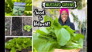 Grow MUSTARD GREENS from SEED to HARVEST