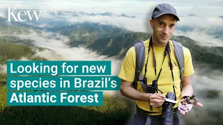 Exploring potential new species in Brazil’s Forgotten Forest | Kew