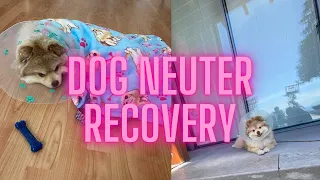 What to expect during the 2 weeks of neuter recovery! Benji's Cryptorchidism aftercare