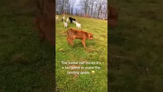 Dog Makes Cow Faint #Shorts