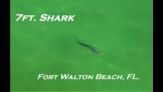 Shark Drone Video Captured In Florida