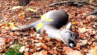 ‘Zombie Deer’ Disease Believed to Have Made Interspecies Jump to Humans After Two Hunters Die