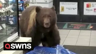 Huge brown bear enters 7-Eleven store and helps itself to CANDY BARS 🐻 | SWNS