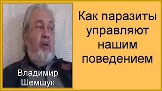 Как паразиты управляют нашим поведением. Владимир Шемшук