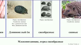 Млекопитающие, отряд ежеобразные млекопитающие отряд ежеобразные.mammal  Erinaceomorpha language