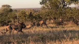 【Complete Version】Unbelievable Male Lions Kill Hyena In Kruger National Park