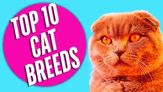 Top 10 Most Popular Cat Breeds | Pet Pals