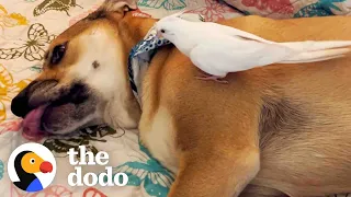 Bird Loves To Annoy His Dog Brother | The Dodo Odd Couples