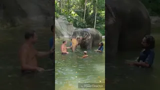 Elephant bathing at Chalong on Phuket / Купание со слонами на Пхукете