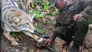 💥СТАРИК Освободил Волчицу из Капкана и  Хищник Не Забыл Добро !