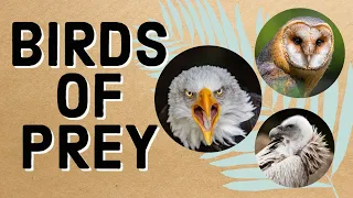 Birds of Prey for Kids - Raptors : Eagle, Owl, Vulture, Hawk, Falcon Nature HD Documentary