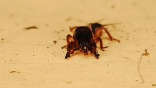 BRUTAL BATALLA DE UNA ARAÑA AVISPA CON AVISPAS DE UN PANAL [ALIMENTACIÓN NATURAL]