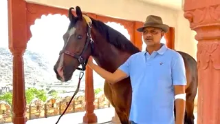 Marwari Horse - tricks used for increasing the height of a horse?