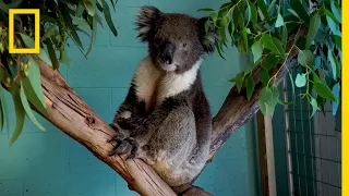 The Future of Koalas | National Geographic