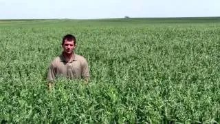 Millborn's Pea Oat Blend (2013 Growing Season)