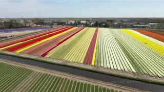 Flower Fields The Netherlands 2020 filmed with drone