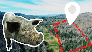 Setting Up the Perfect 1 Acre Pig Farm (in the woods)