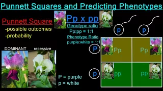 Determining Phenotypes