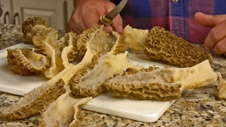 Game On! How to Preserve Morel Mushrooms