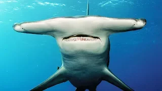 Tout sur le requin-marteau - ZAPPING SAUVAGE