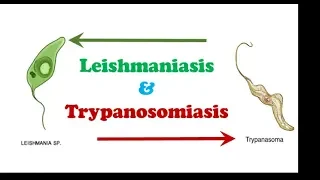 Parasitology 🔤 - Protozoology - Leishmaniasis & Trypanosomiasis