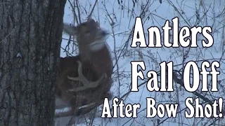 Amazing Video of Whitetail Buck Deer Antlers falling off after Bow Shot!