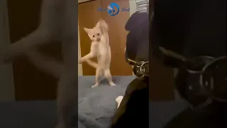 The best funny videos with cats, dogs😂 🐱. I laughed until I cried. FUNNY PETS №24