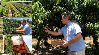 SOUTHERN HILL FARMS | BLUEBERRIES AND PEACH PICKING | FLORIDA  | GAYDE'S ADVENTURE PHILIPPINES-USA