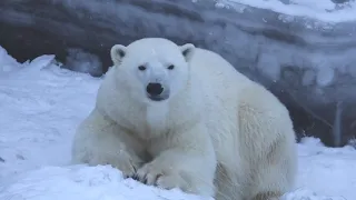 zoo nsk  Семья белых медведей