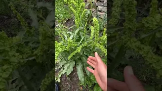 Конский щавель 🌱 серьёзная тема для души организма человека Машааллагь 🏔😎💪🦅👍