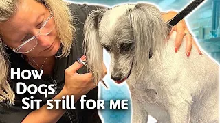 HELP your Difficult Dog Accept Dog Grooming and be Calm during Grooming